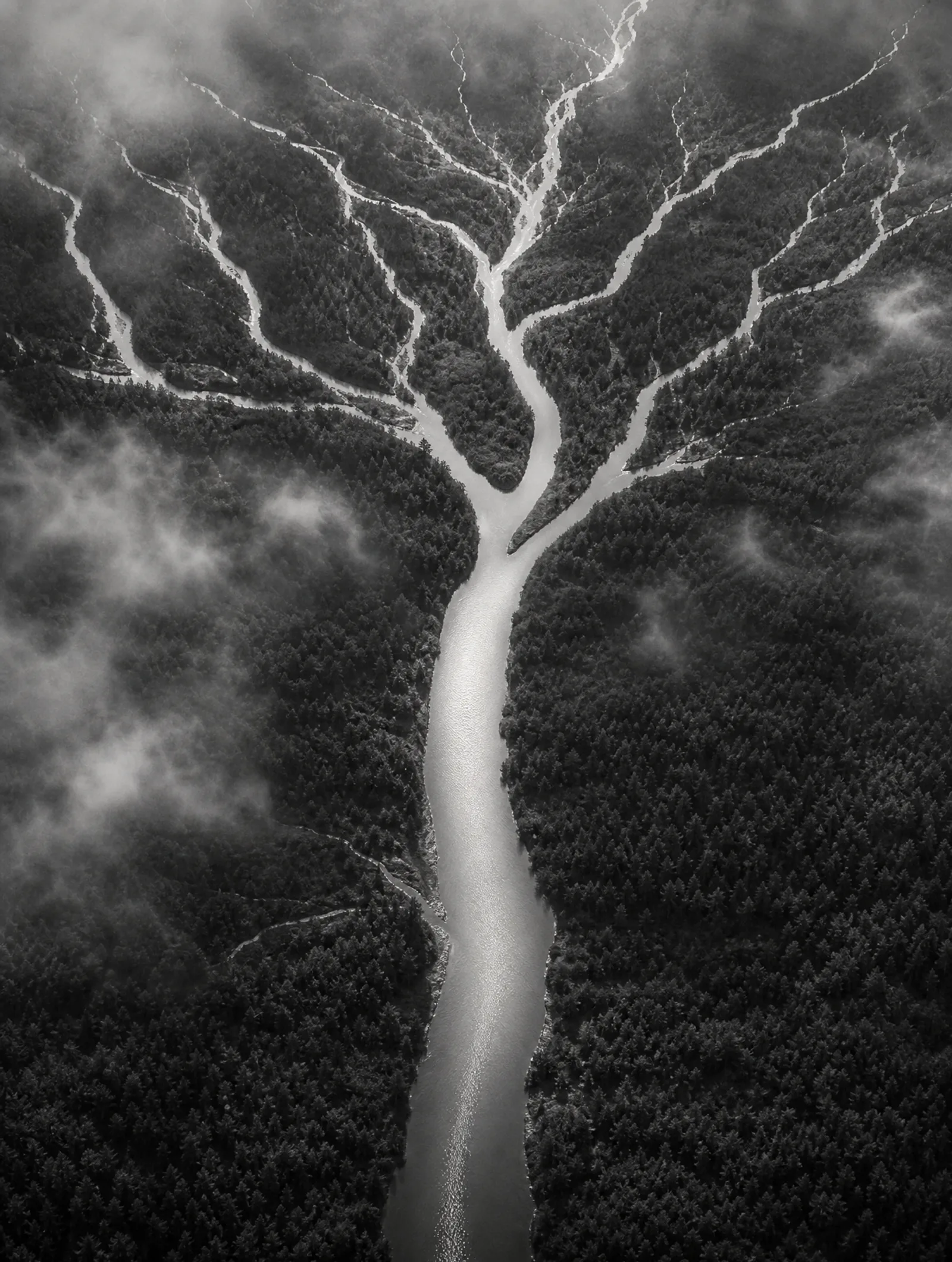 Vue aérienne en noir et blanc d'affluents qui convergent vers un seul fleuve à travers la forêt